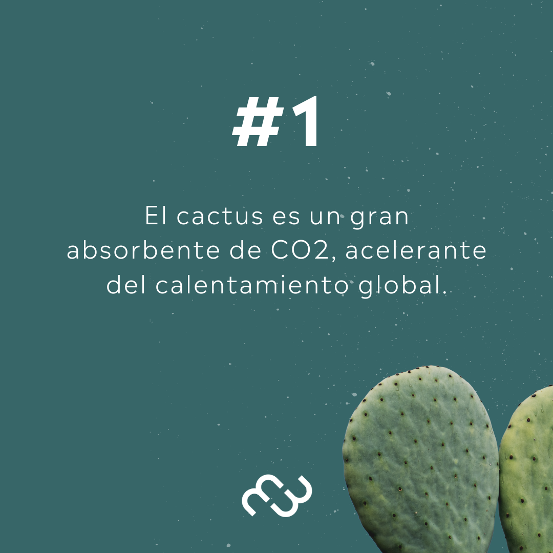 PREVENTA - Boston Negro Cactus
