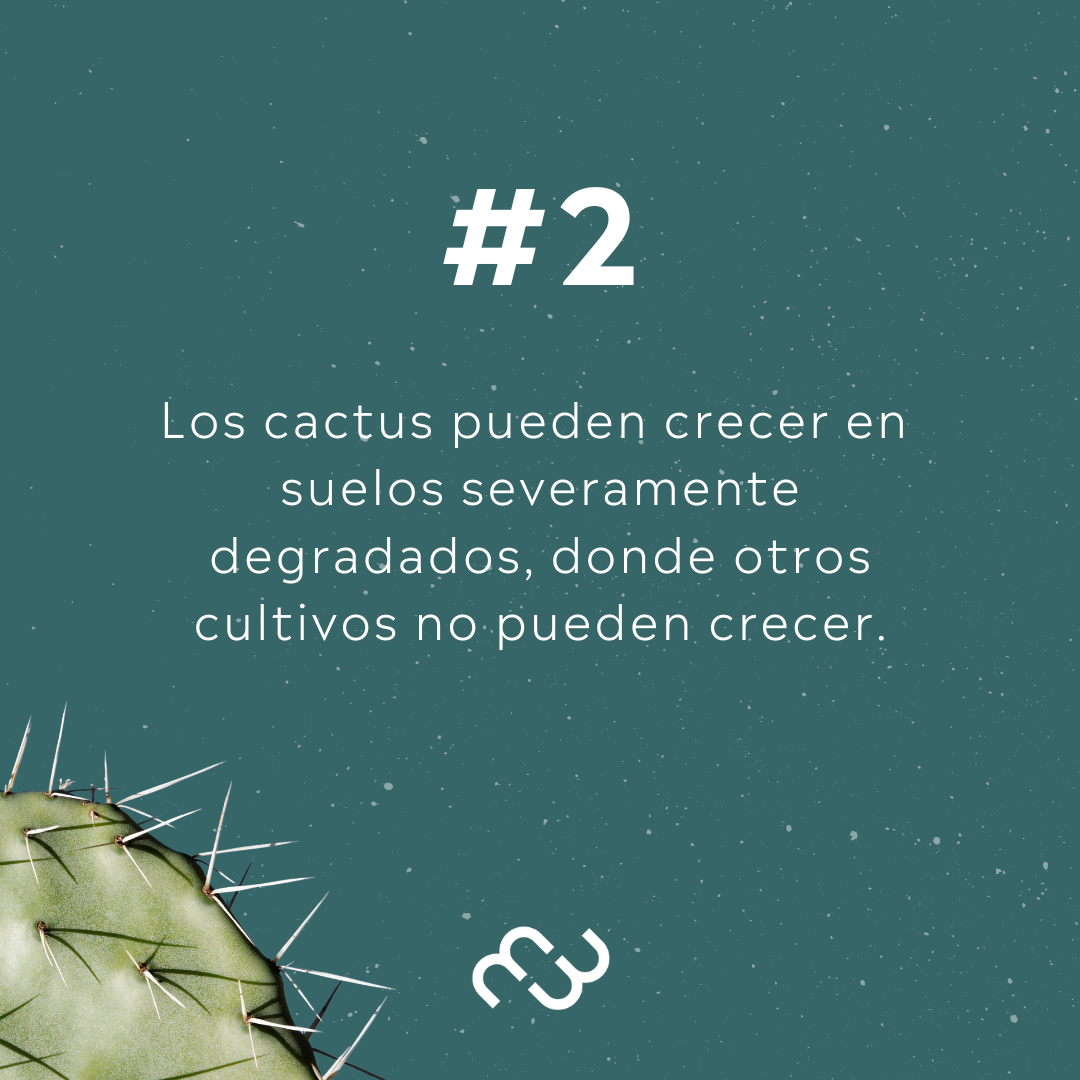 PREVENTA - Boston Negro Cactus