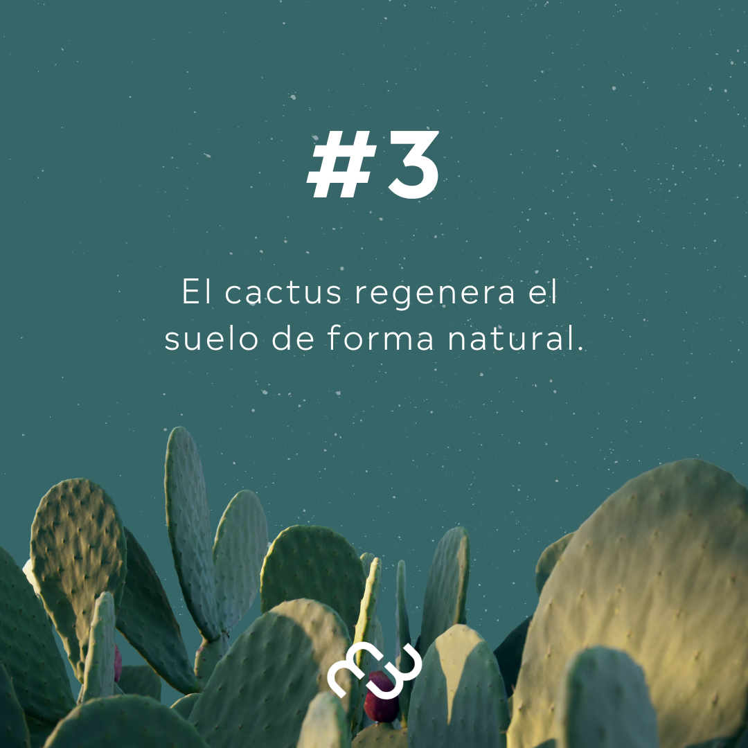PREVENTA - Boston Negro Cactus