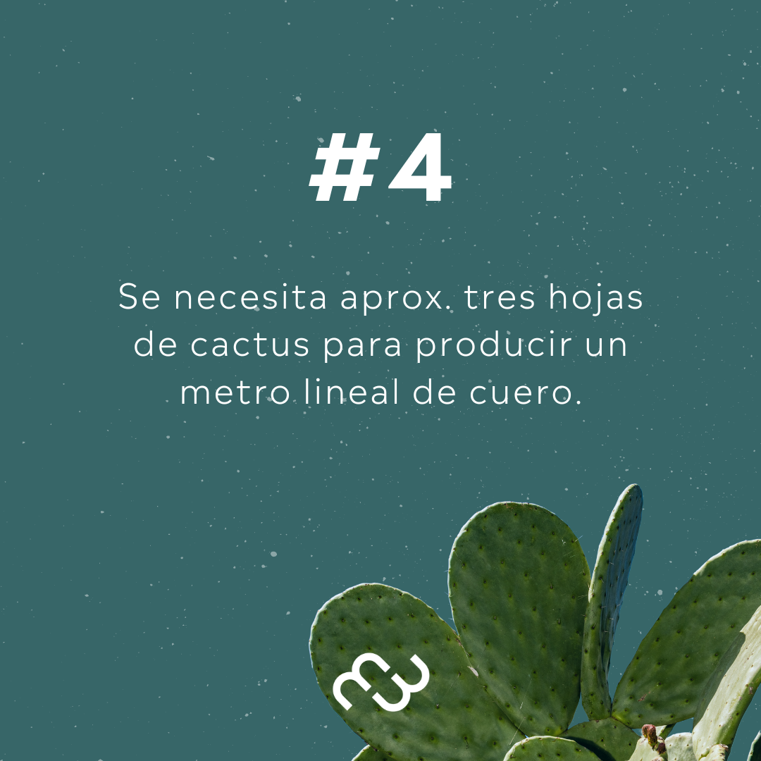 PREVENTA - Boston Negro Cactus
