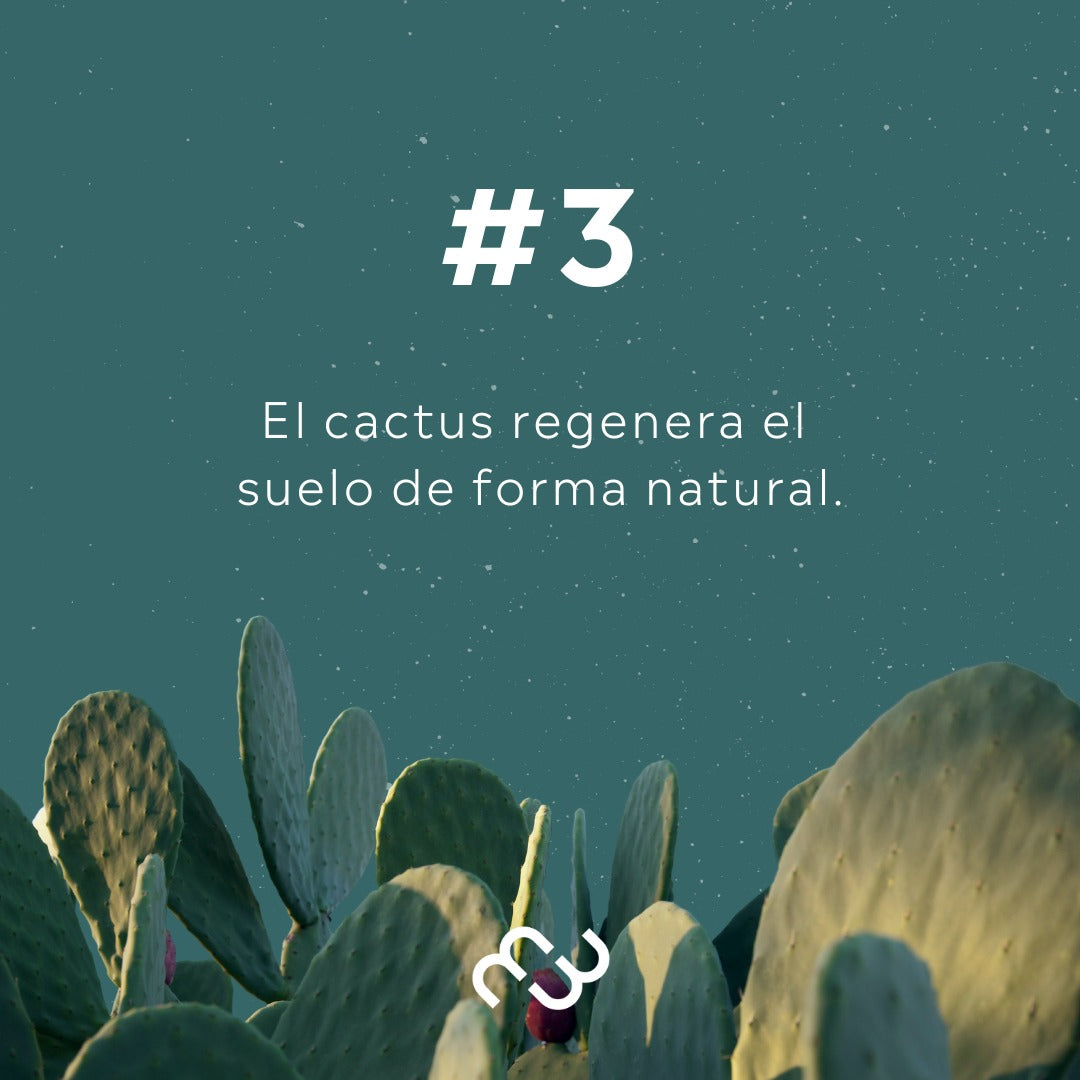 PREVENTA - EMA CACTUS